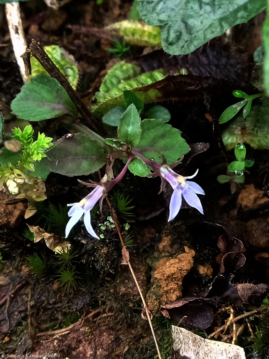 Lobelia heyneana Schult.